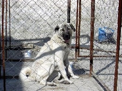 A tan Kangal Dog is sitting in an outdoor dog kennel