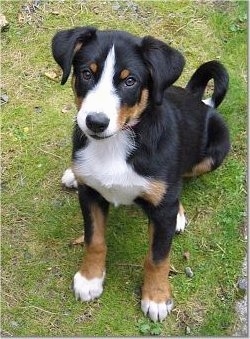 Topdown view of a black with brown and white Appenzell Moutain Dog puppy that is sitting in a lawn and it is looking up.