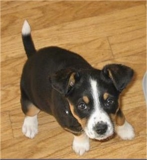 Topdown view of a tri-color Aussiedor puppy that is sitting on a hardwood floor. It is looking up.