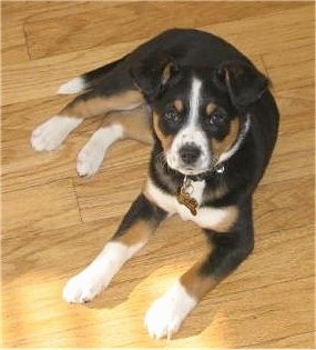 Topdown view of a tri color Aussiedor Puppy that is laying on a hardwood floor and it is looking up.