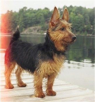 The front right side of a black with brown Australian Terrier that is standing across a dock. There is a body of water behind it.