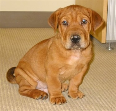 Angus the Ba-Shar as a puppy sitting on a carpet