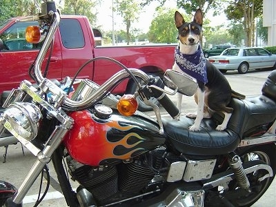 Ramsey the Basenji wearing a bandana sitting on a harley davidson motorcycle