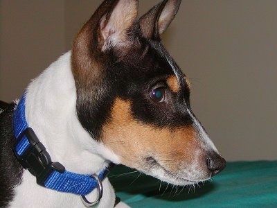 Stairing of  Basenji dog 