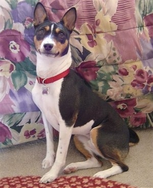 Ramsey the Basenji sitting in front of a bed that has a flowered comforter