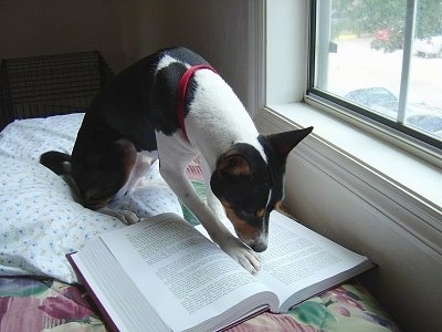 Ramsey the Basenji with his head and paw in a book