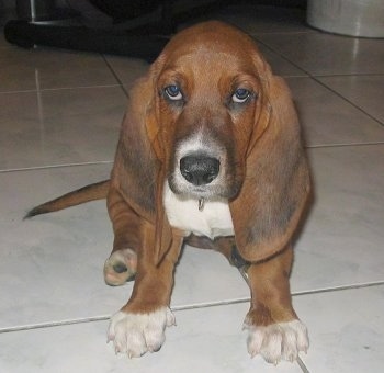 Benelli the Basset Hound puppy sitting on a tiled floor