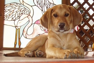 Tabor the Beago Puppy sitting in front of a stained glass flamingo window