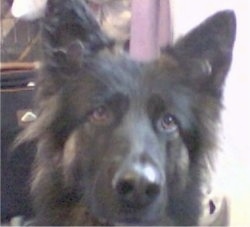 Close Up - Sasha the Belgian Tervurens face