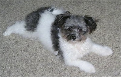 The front right side of a black and white Bichon-A-Ranian Puppy laying across a carpet and it is looking forward.