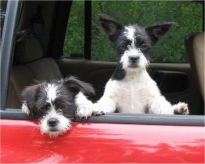 boston terrier and shih tzu puppy
