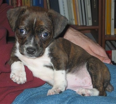 Close Up - Bosey the Boglen Terrier Puppy laying in the lap of a person