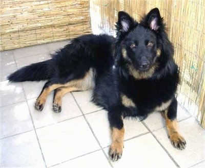 Nicka the Bohemian Shepherd sitting on a tiled floor against a bamboo wall