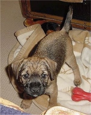 Charlie the Border Terrier Puppy standing on a blanket with a dog toy next to him