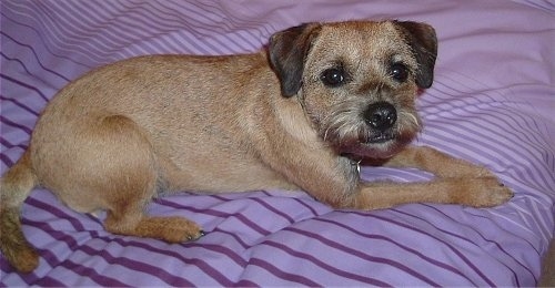 Charlie the Border Terrier laying on a human's bed that has a purple striped comforter on it