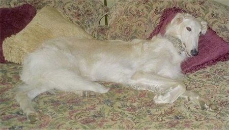 Gandalf the 2-year-old Borzi laying in a human's bed with his head on a maroon pillow