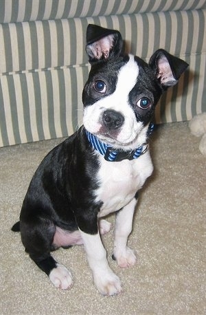 Close Up - Oscar the Bospin puppy sitting in front of a green and white striped couch with its head tilted to the left