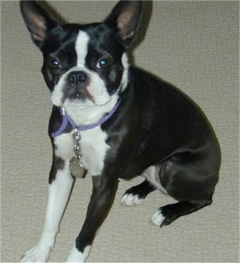 PJ the Boston Terrier sitting on carpet wearing a purple collar with long dog tags attached to it and looking at the camera holder