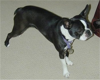PJ the Boston Terrier standing on a carpet and looking to the left