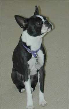 PJ the Boston Terrier wearing a purple collar sitting on a carpet and looking to the right
