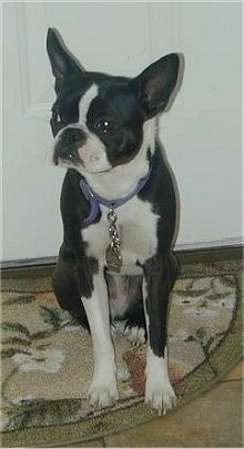 PJ the Boston Terrier sitting on a rug with a door behind her