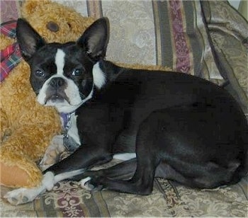 PJ the Boston Terrier laying on a couch leaning against a plush bear
