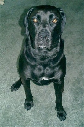 Jet the Boxador sitting on a carpet looking up at the camera holder