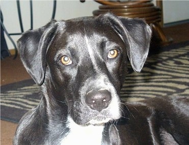 Close Up head shot - Toby the Boxador looking at the camera holder with a throw rug and furniture in the background