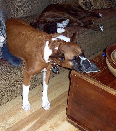 Sadie the Boxer with her back end on a couch her front legs on the floor and her chin on a coffee table with another dog laying next to her on the couch