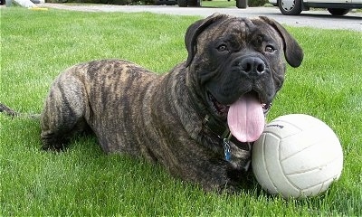 brindle bullmastiff dog