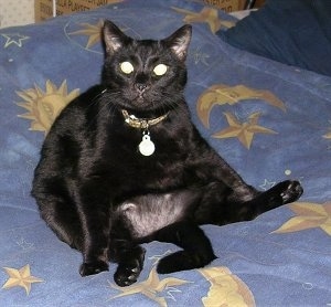 Cujo the Cat is sitting on its butt on a moon and stars bed spread