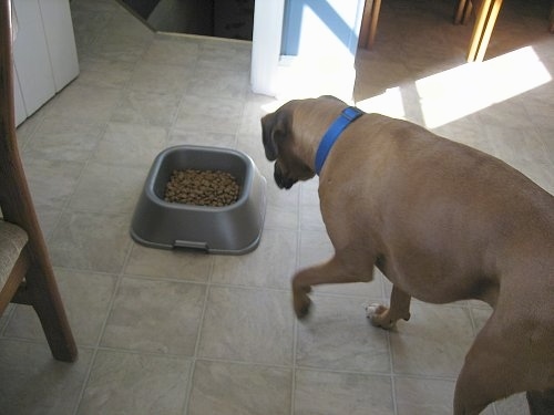 Allie the Boxer is walking to the food bowl across a tiled floor