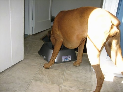 Allie the Boxer pushed a food bowl to the top of a staircase