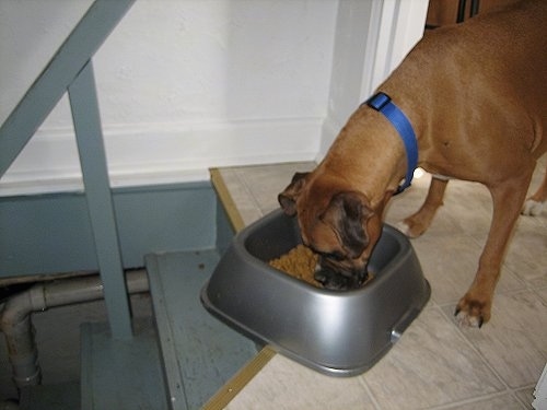 Allie the Boxer is eating out of and pushing a food bowl to the edge of the basement steps