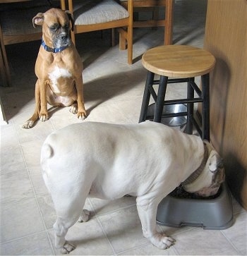 Spike the Bulldog is eating his food next to a stool and Allie the Boxer is watching him