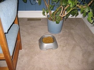 Close Up - Food Bowl in front of a potted plant
