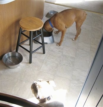 Allie the Boxer pushing the bowl away from Spike the Bulldog in a corner