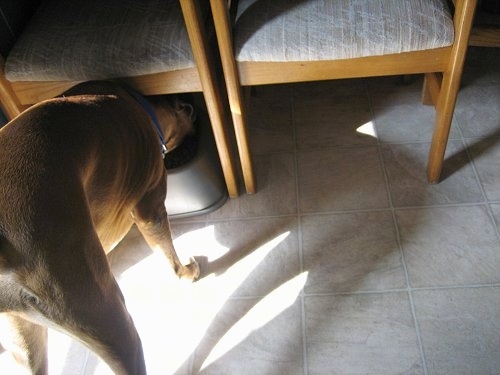 Allie the Boxer pushed the food bowl under the kitchen chairs