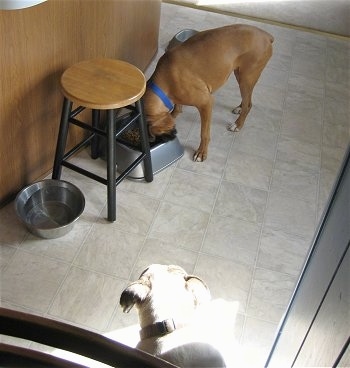 Allie the Boxer pushed the bowl against a stool and Spike the Bulldog is still watching