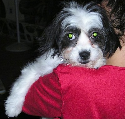 Close Up - A black and white Cava-Tzu puppy is being carried over the shoulders of a person. The person is wearing a red shirt