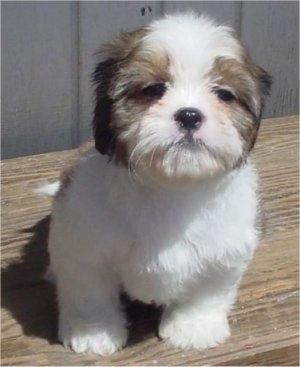 Cava-Tzu Dog Breed and Pictures