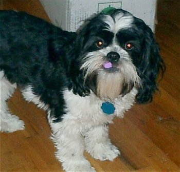 king charles cross shih tzu for sale