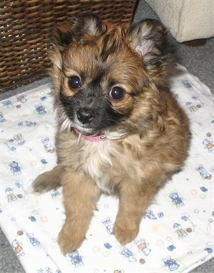 A Cavapom puppy is sitting on a white blanket that has drawlings of people and teddy bears on it and looking up at the camera holder