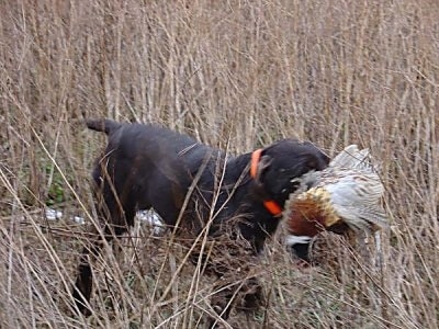 A Cesky Fousek is walking through a field with a pheasant in its mouth