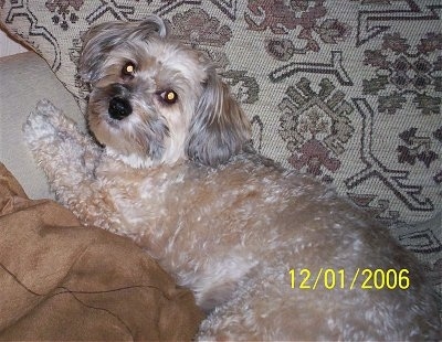 Flopsy the Chinese Crested Dog is laying on a rug with a burlap sac in front of him