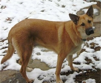 A large tan with black Chinook is standing on a sidewalk that has snow around it. It is looking up and its head is tilted to the left slightly. Its ears are perked.