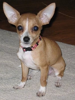 miniature pinscher with chihuahua