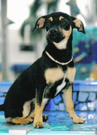 I already knew my pup is a chihuahua mix but I couldn't figure out where his muscular body came from. DNA came back as 23% min pin so I compared him to