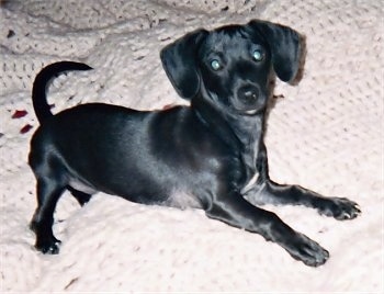 Hope the black, drop-eared Chiweenie is laying on a white crocheted blanket and looking towards the camera holder