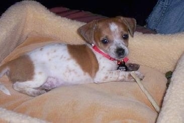 Roscoe the brown and white ticked Chiweenie puppy is laying in a dog bed with a rawhide chewy on his front paw.